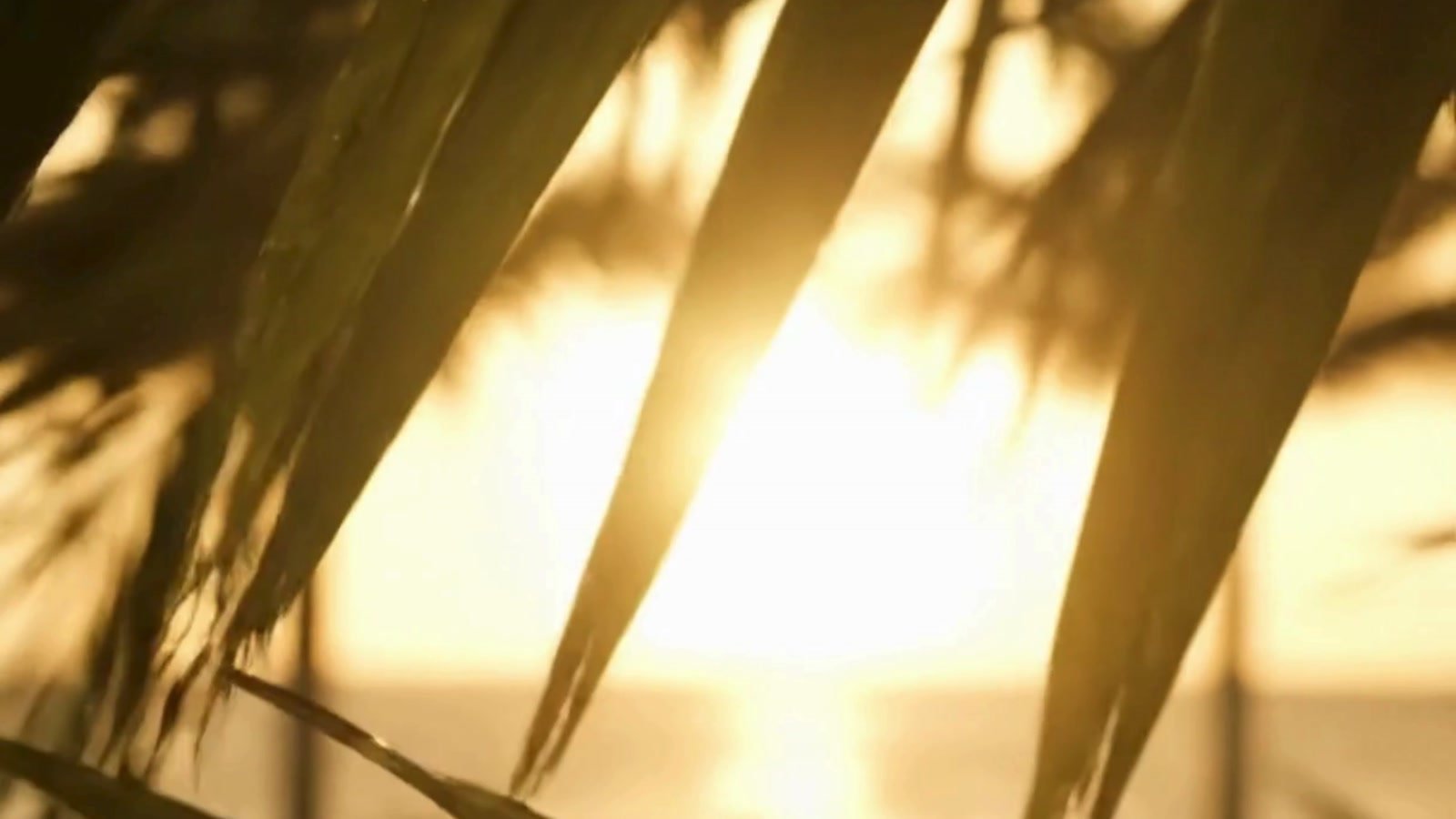 Sunlit palm fronds, still from Marilynn’s video (representative view)